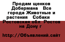 Продам щенков Добермана - Все города Животные и растения » Собаки   . Ростовская обл.,Ростов-на-Дону г.